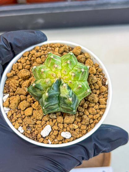Gymnocalycium Neon (gy14) (g2) | Variegated cactus