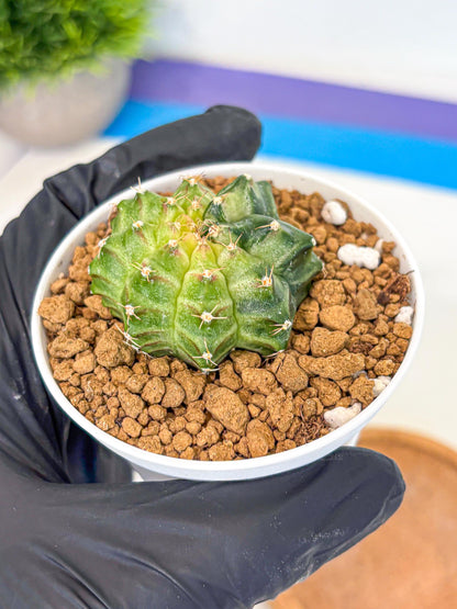 Gymnocalycium Neon (gy14) (g2) | Variegated cactus
