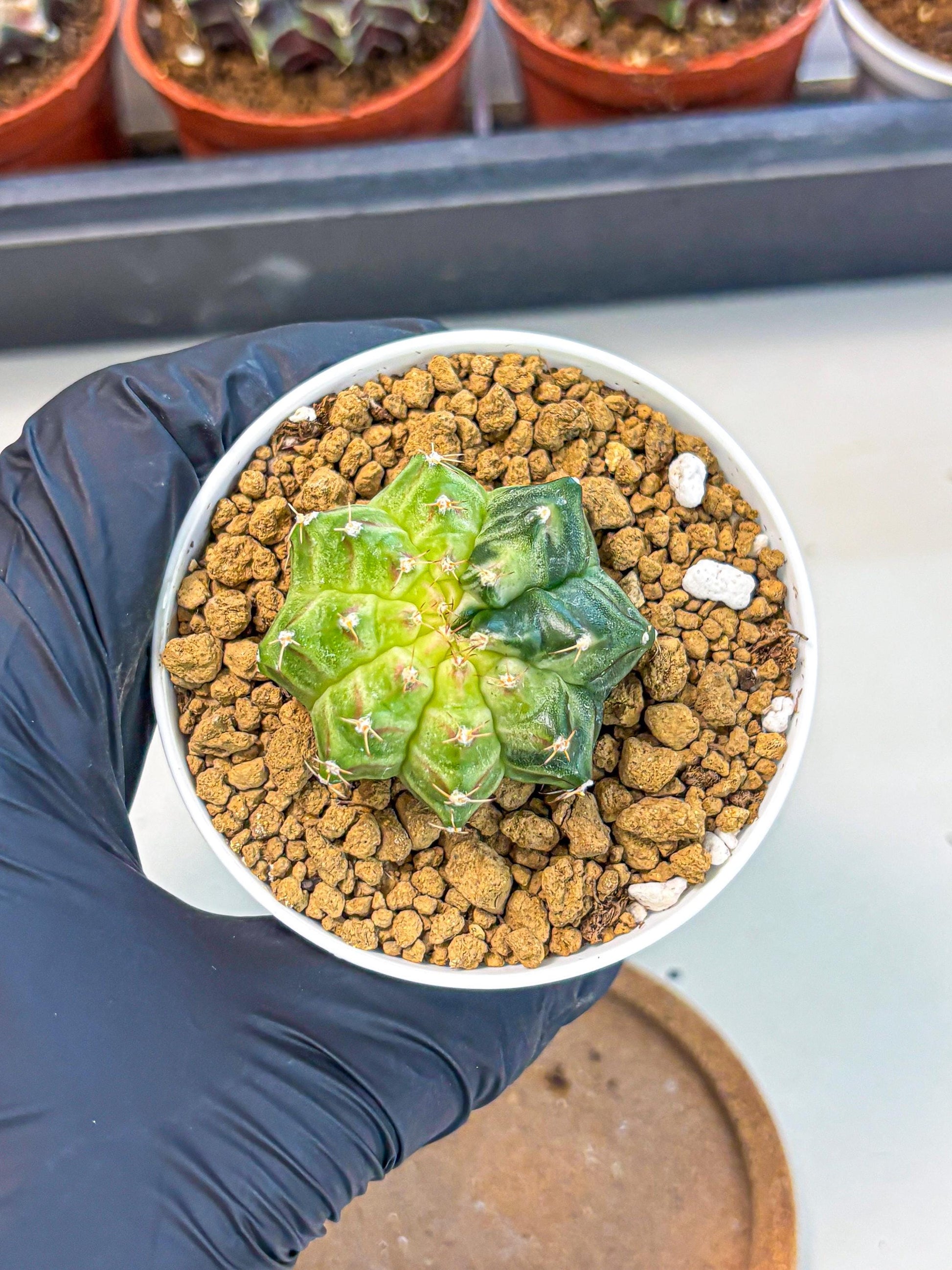 Gymnocalycium Neon (gy14) (g2) | Variegated cactus