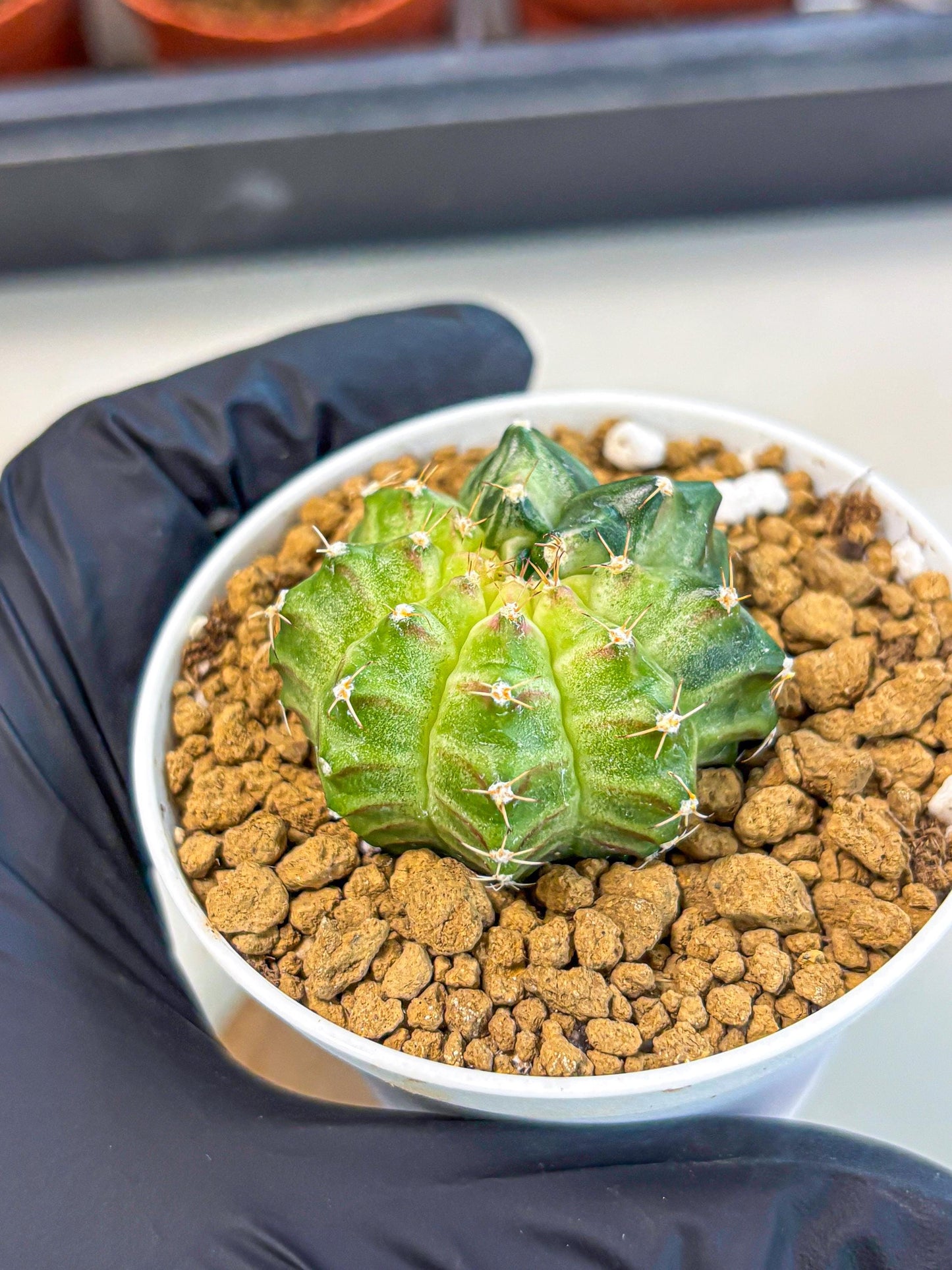 Gymnocalycium Neon (gy14) (g2) | Variegated cactus
