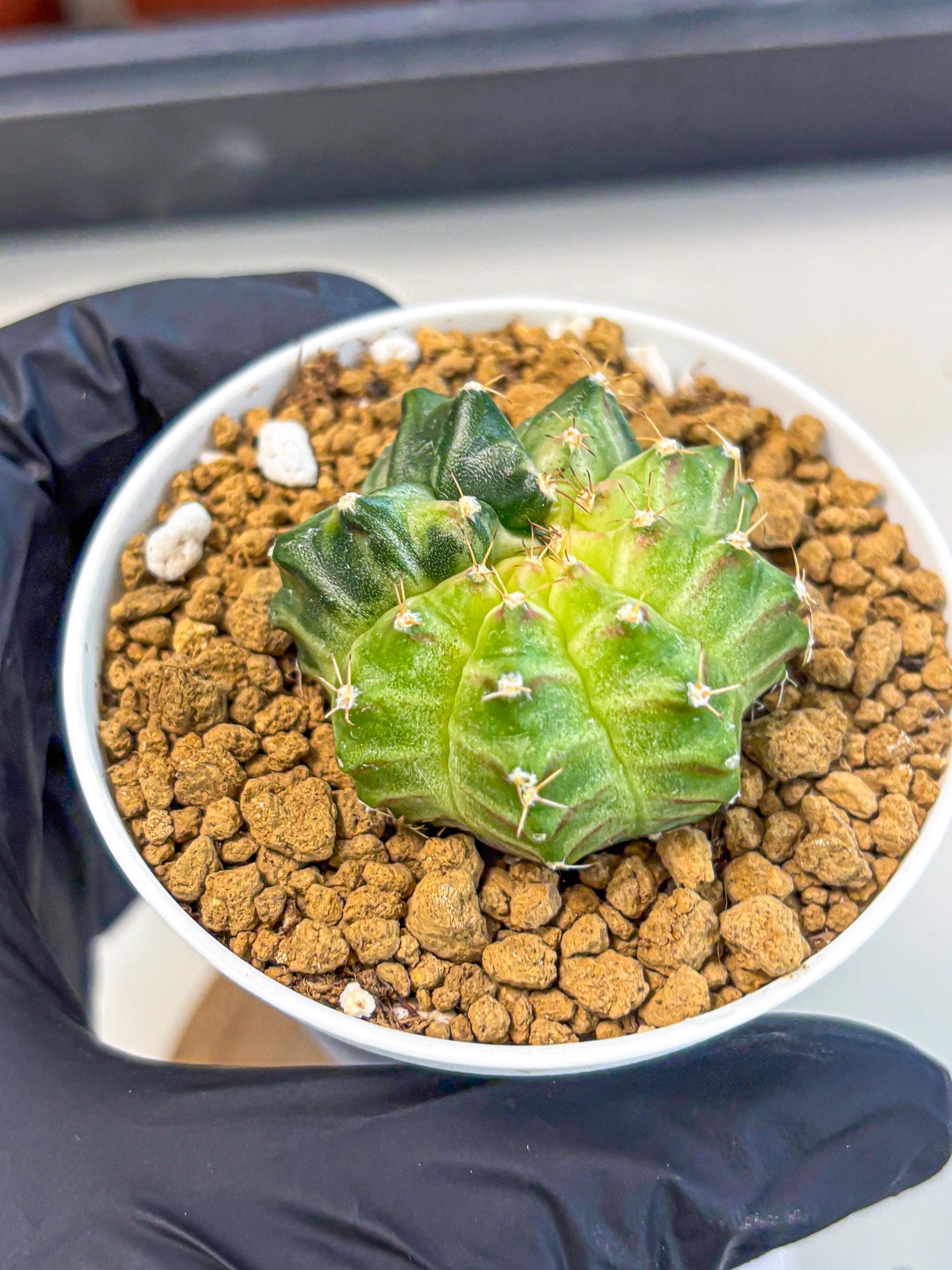 Gymnocalycium Neon (gy14) (g2) | Variegated cactus