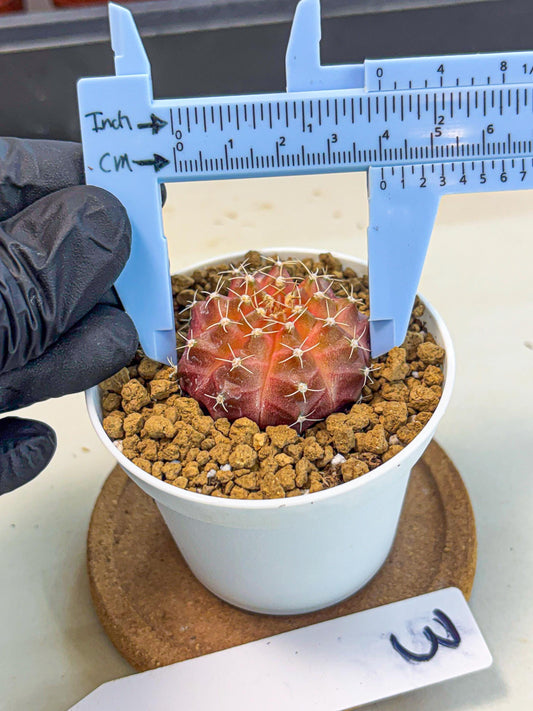 Gymnocalycium Neon (gy14) (g3) | Variegated cactus