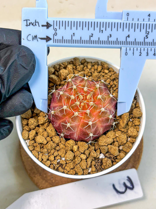 Gymnocalycium Neon (gy14) (g3) | Variegated cactus