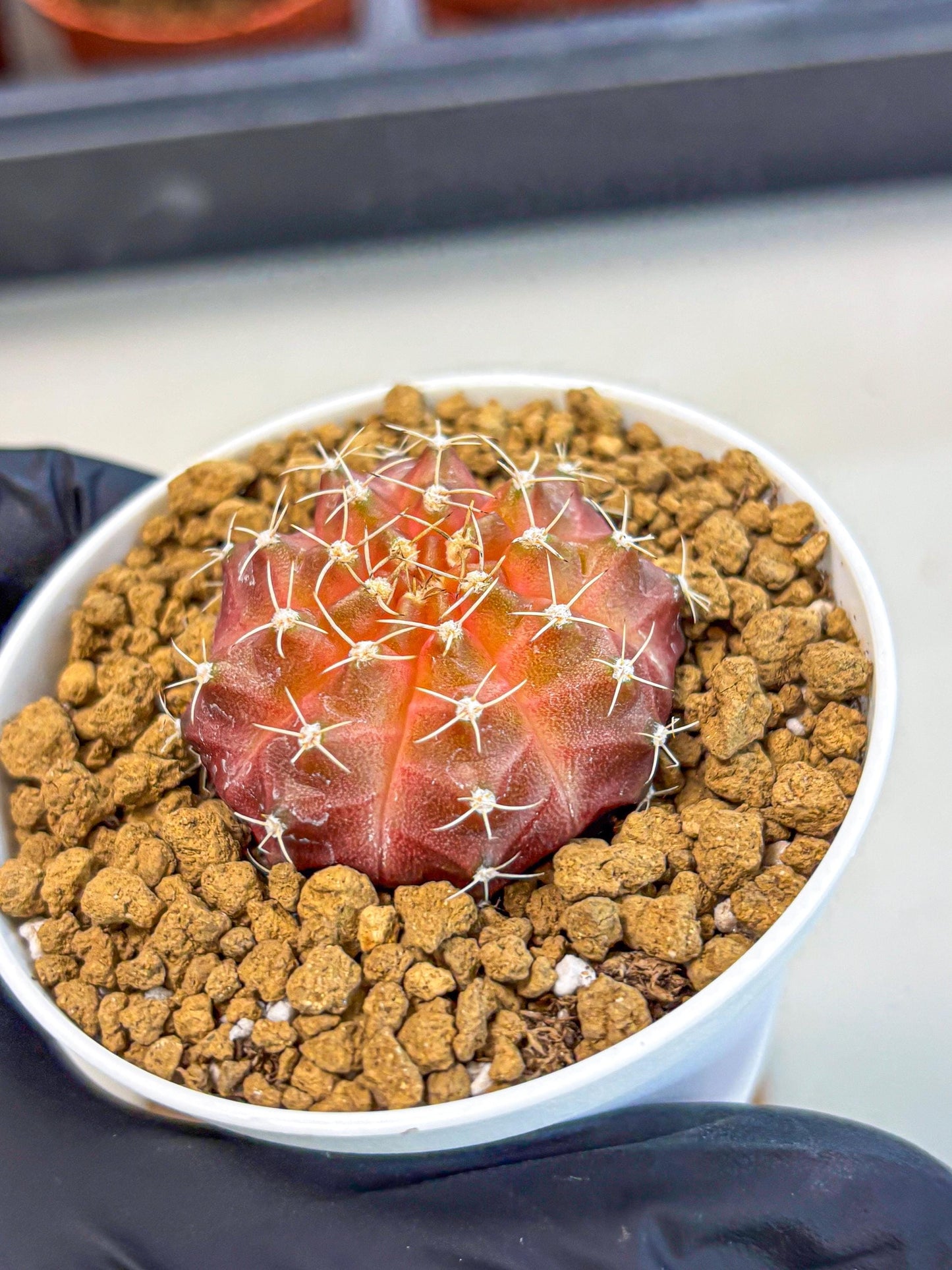Gymnocalycium Neon (gy14) (g3) | Variegated cactus