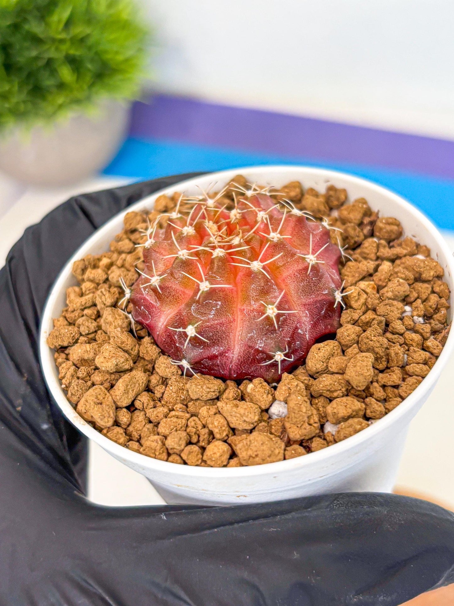 Gymnocalycium Neon (gy14) (g3) | Variegated cactus