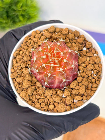Gymnocalycium Neon (gy14) (g3) | Variegated cactus