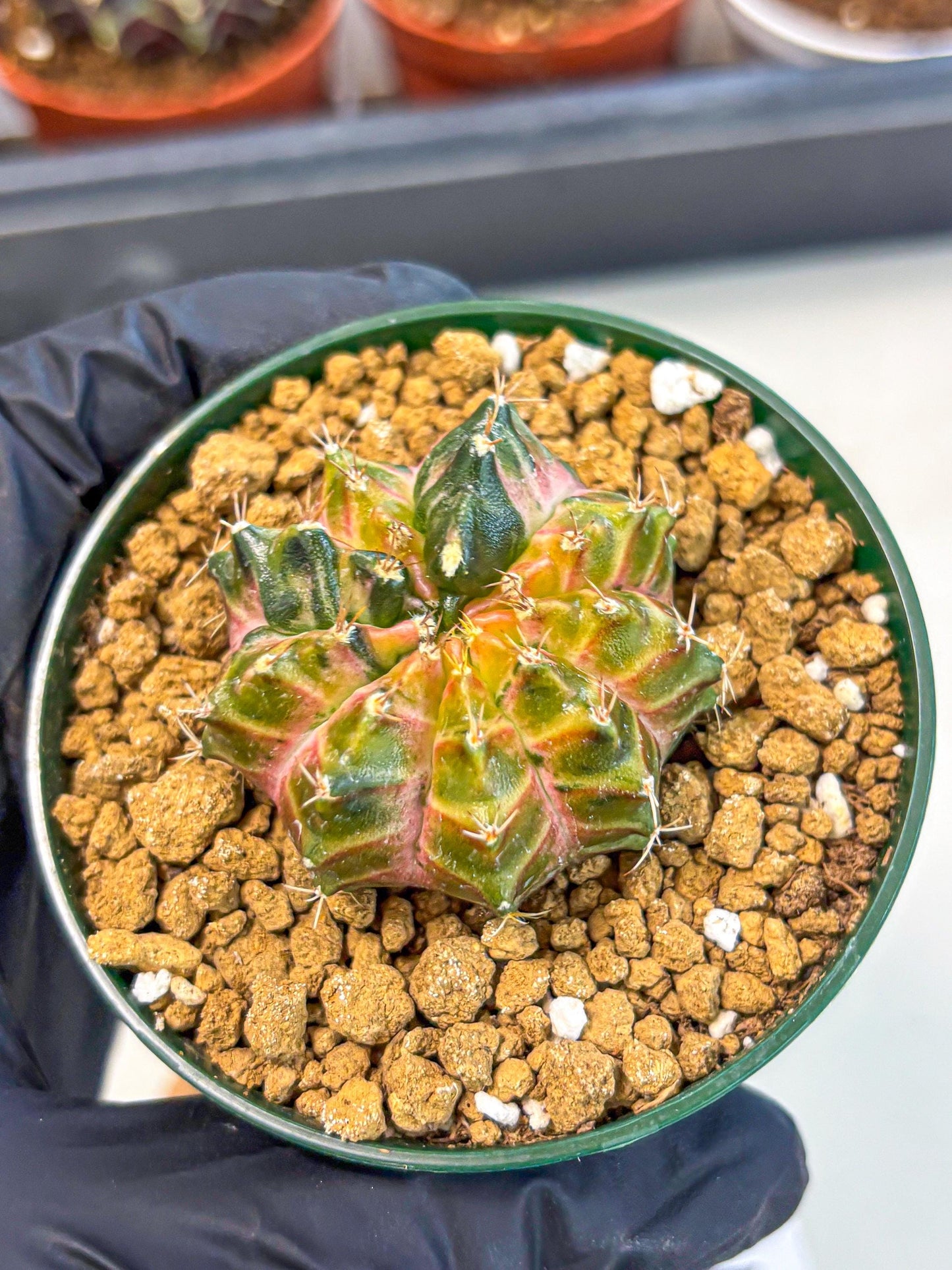 Gymnocalycium Neon (gy14) (g4) | Variegated cactus