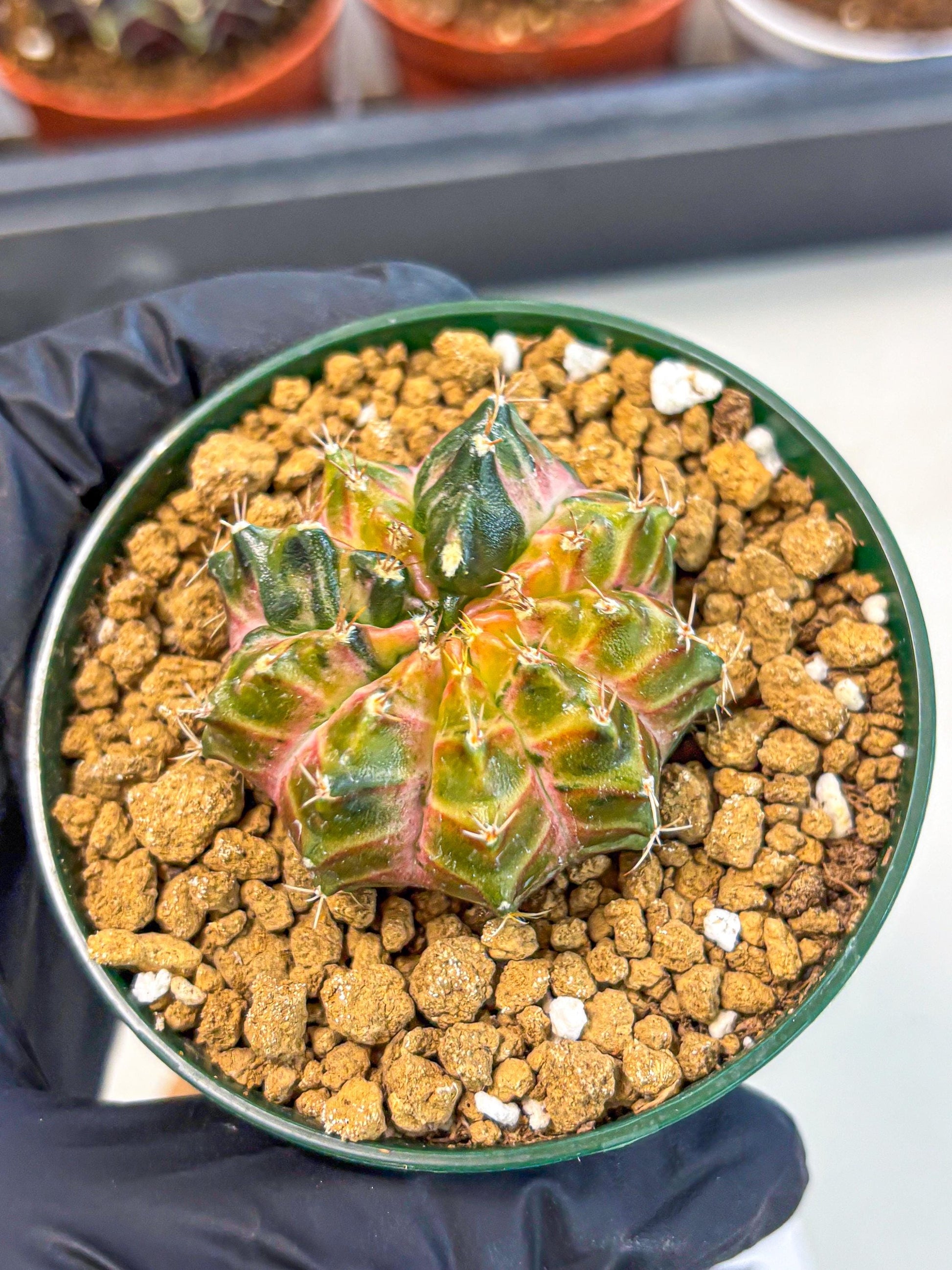 Gymnocalycium Neon (gy14) (g4) | Variegated cactus