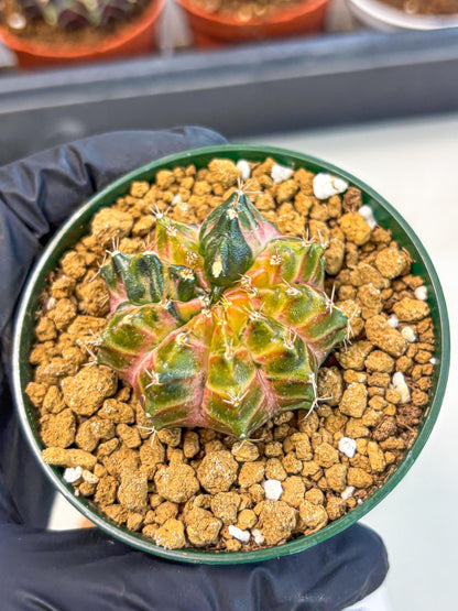 Gymnocalycium Neon (gy14) (g4) | Variegated cactus