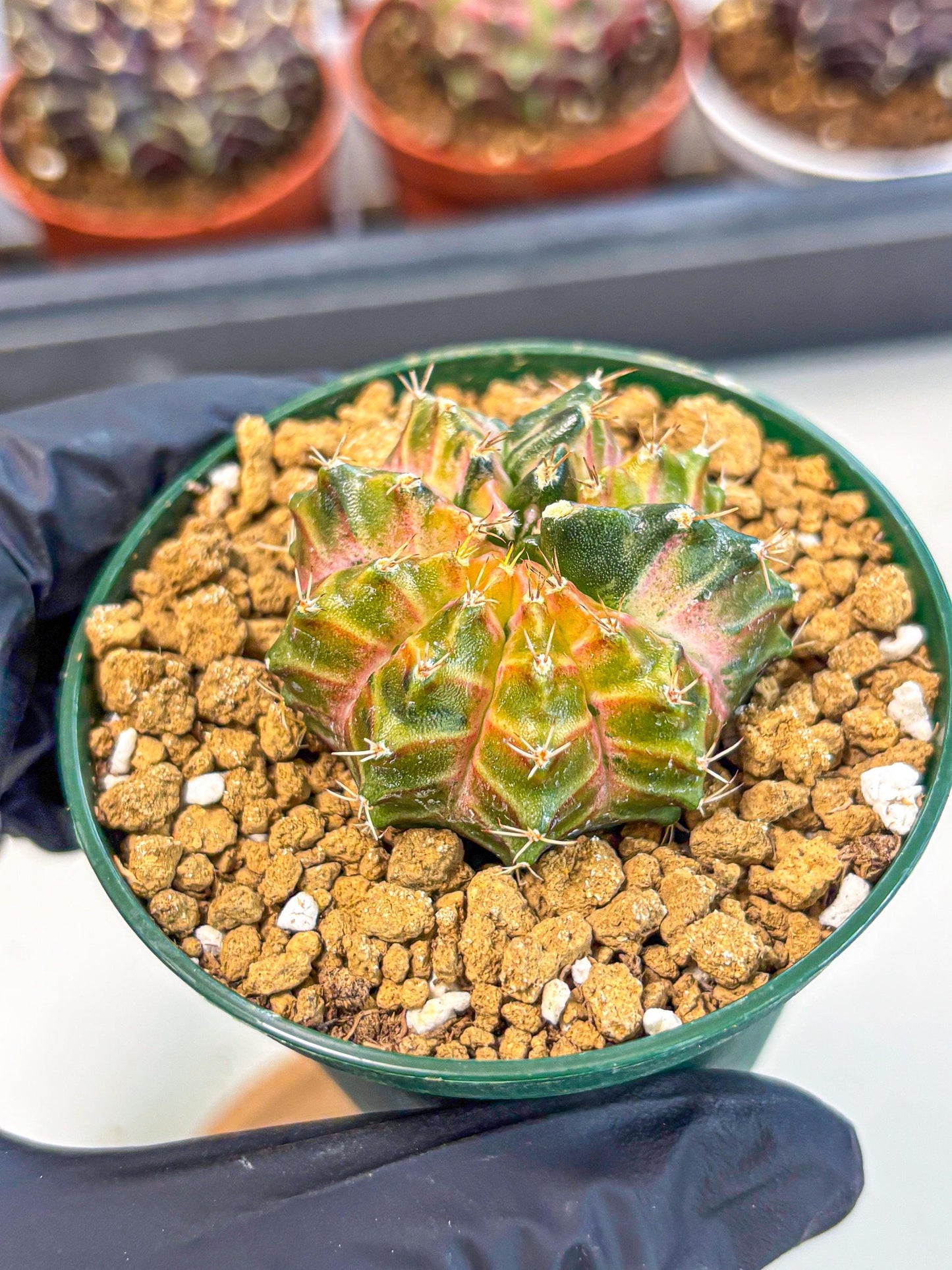Gymnocalycium Neon (gy14) (g4) | Variegated cactus