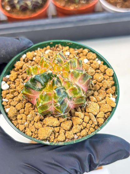 Gymnocalycium Neon (gy14) (g4) | Variegated cactus