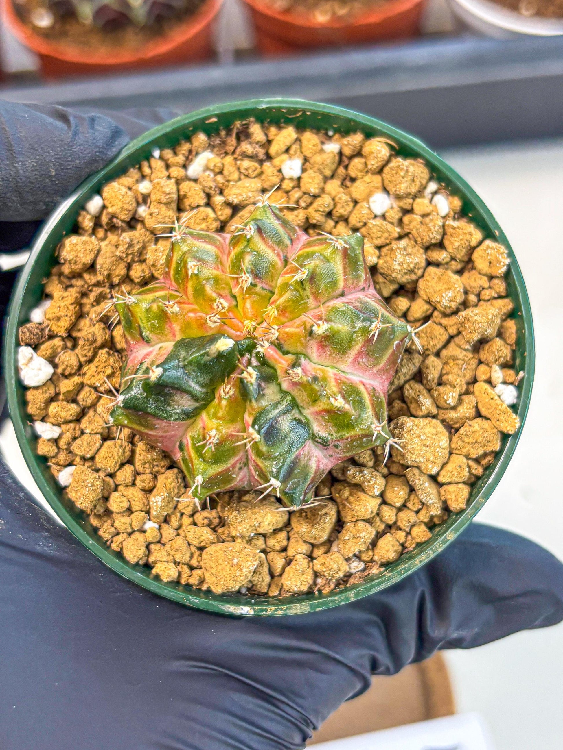 Gymnocalycium Neon (gy14) (g4) | Variegated cactus