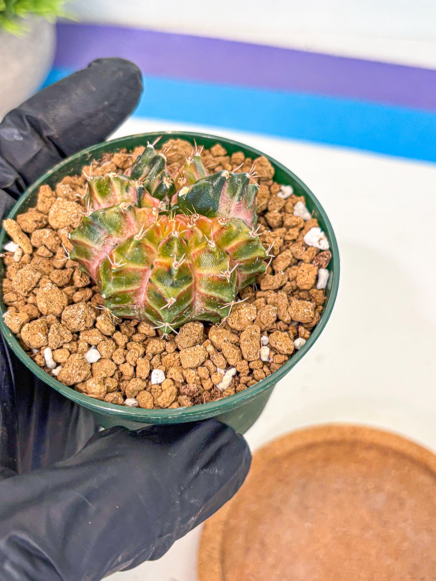 Gymnocalycium Neon (gy14) (g4) | Variegated cactus