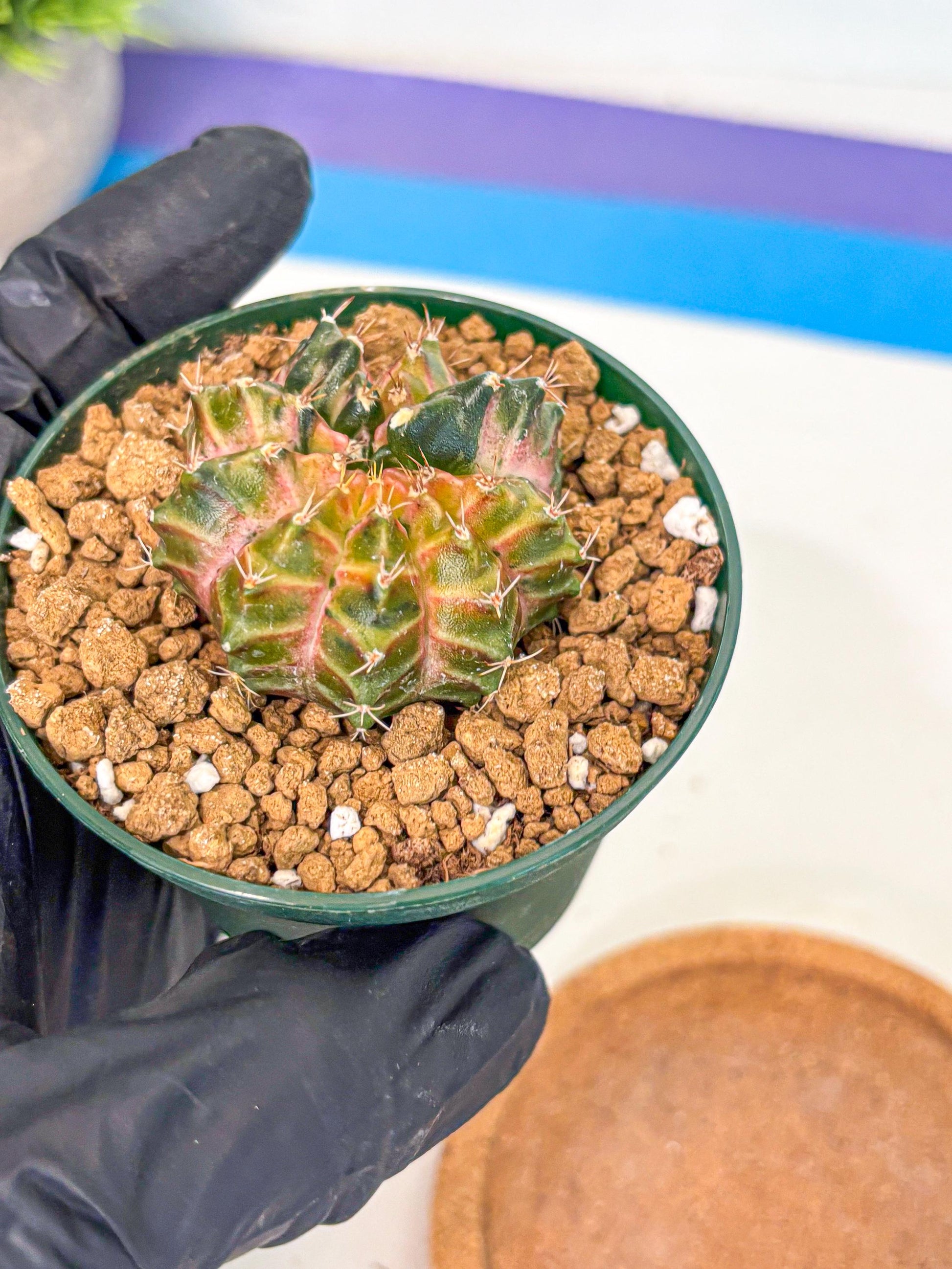 Gymnocalycium Neon (gy14) (g4) | Variegated cactus