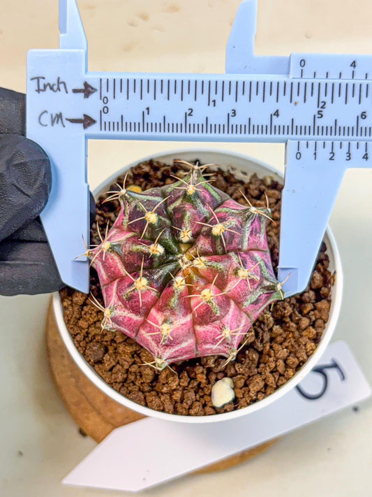 Gymnocalycium Neon (gy14) (g5) | Variegated cactus