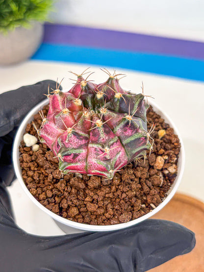 Gymnocalycium Neon (gy14) (g5) | Variegated cactus