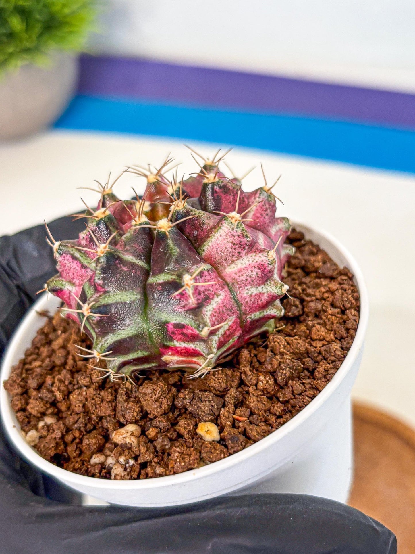 Gymnocalycium Neon (gy14) (g5) | Variegated cactus