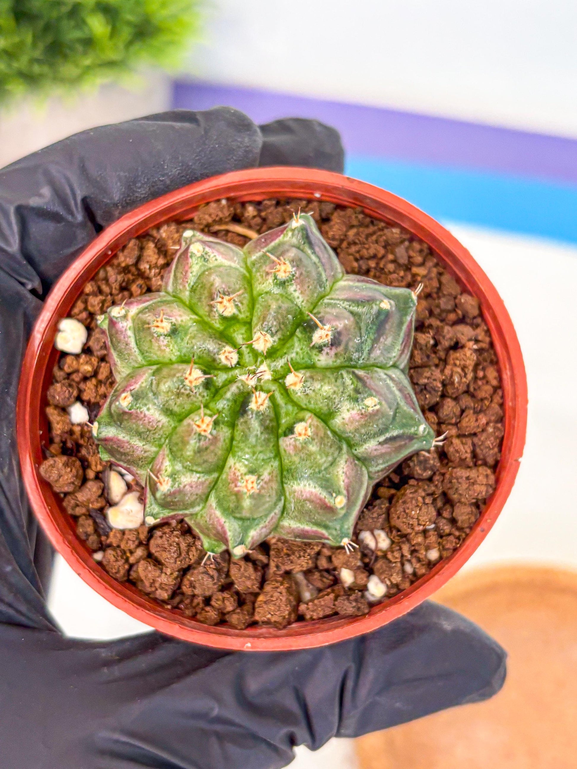 Gymnocalycium Neon (gy14) (g6) | Variegated cactus
