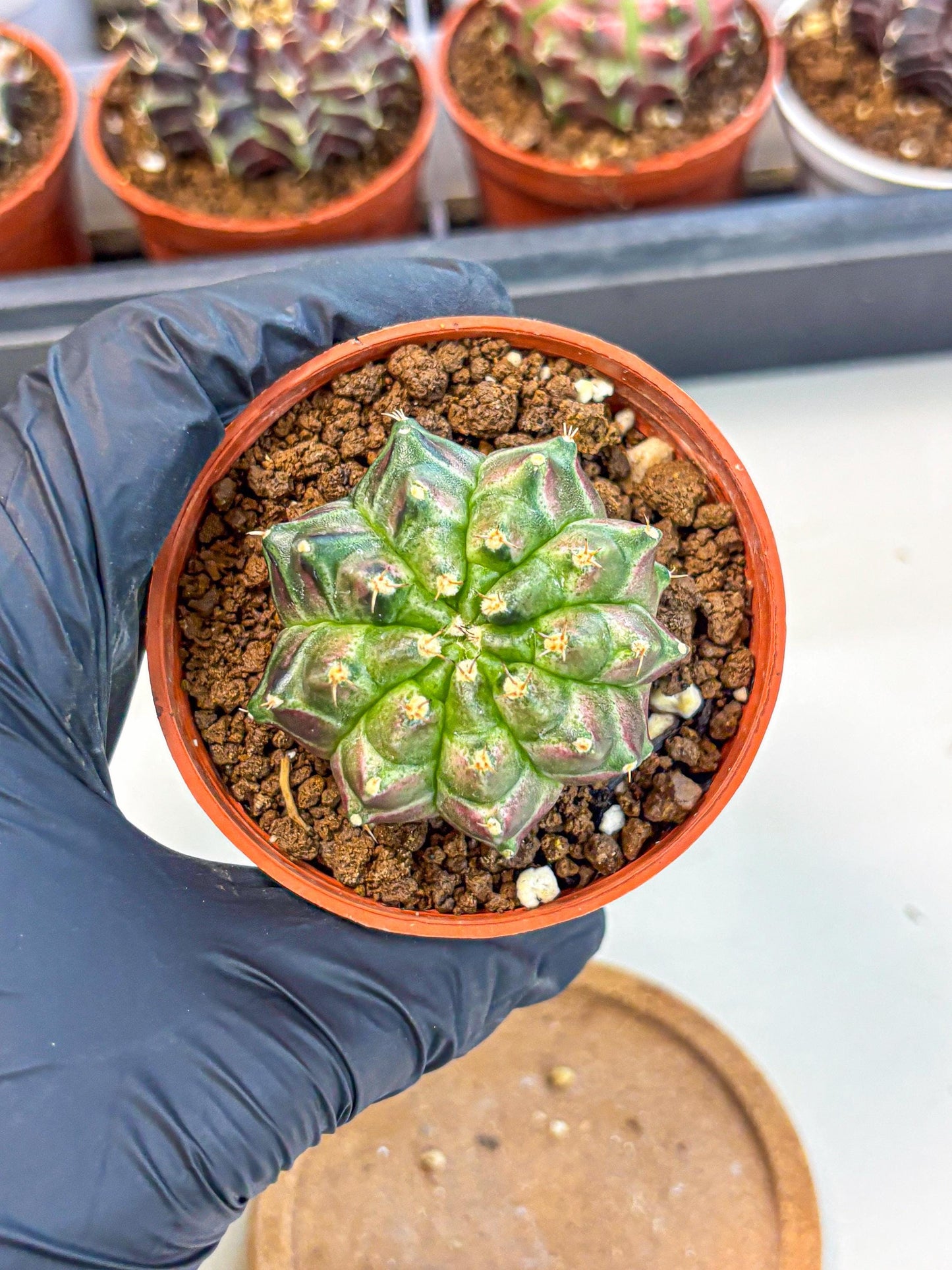 Gymnocalycium Neon (gy14) (g6) | Variegated cactus