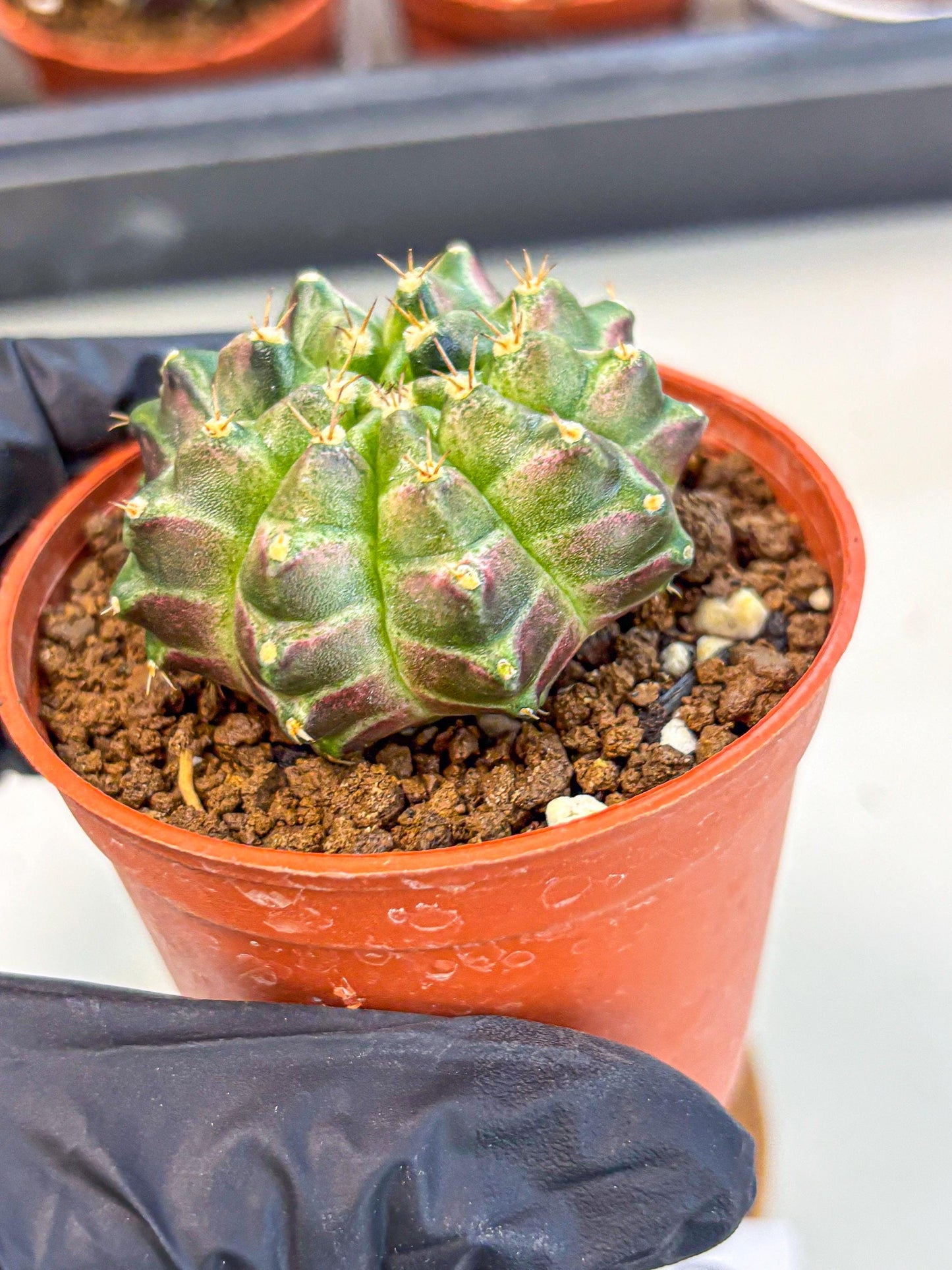Gymnocalycium Neon (gy14) (g6) | Variegated cactus