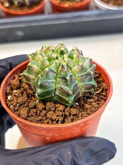 Gymnocalycium Neon (gy14) (g6) | Variegated cactus