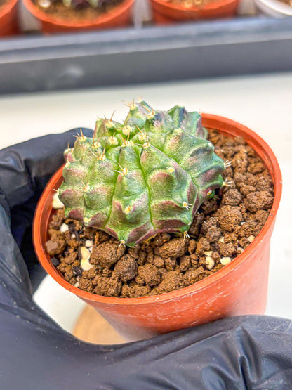 Gymnocalycium Neon (gy14) (g6) | Variegated cactus