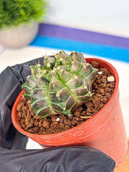 Gymnocalycium Neon (gy14) (g6) | Variegated cactus
