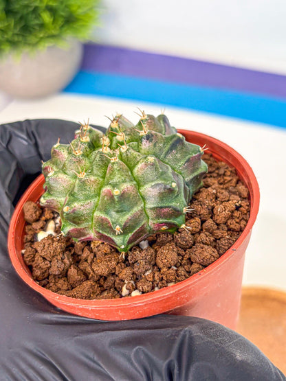 Gymnocalycium Neon (gy14) (g6) | Variegated cactus