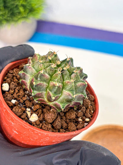 Gymnocalycium Neon (gy14) (g6) | Variegated cactus