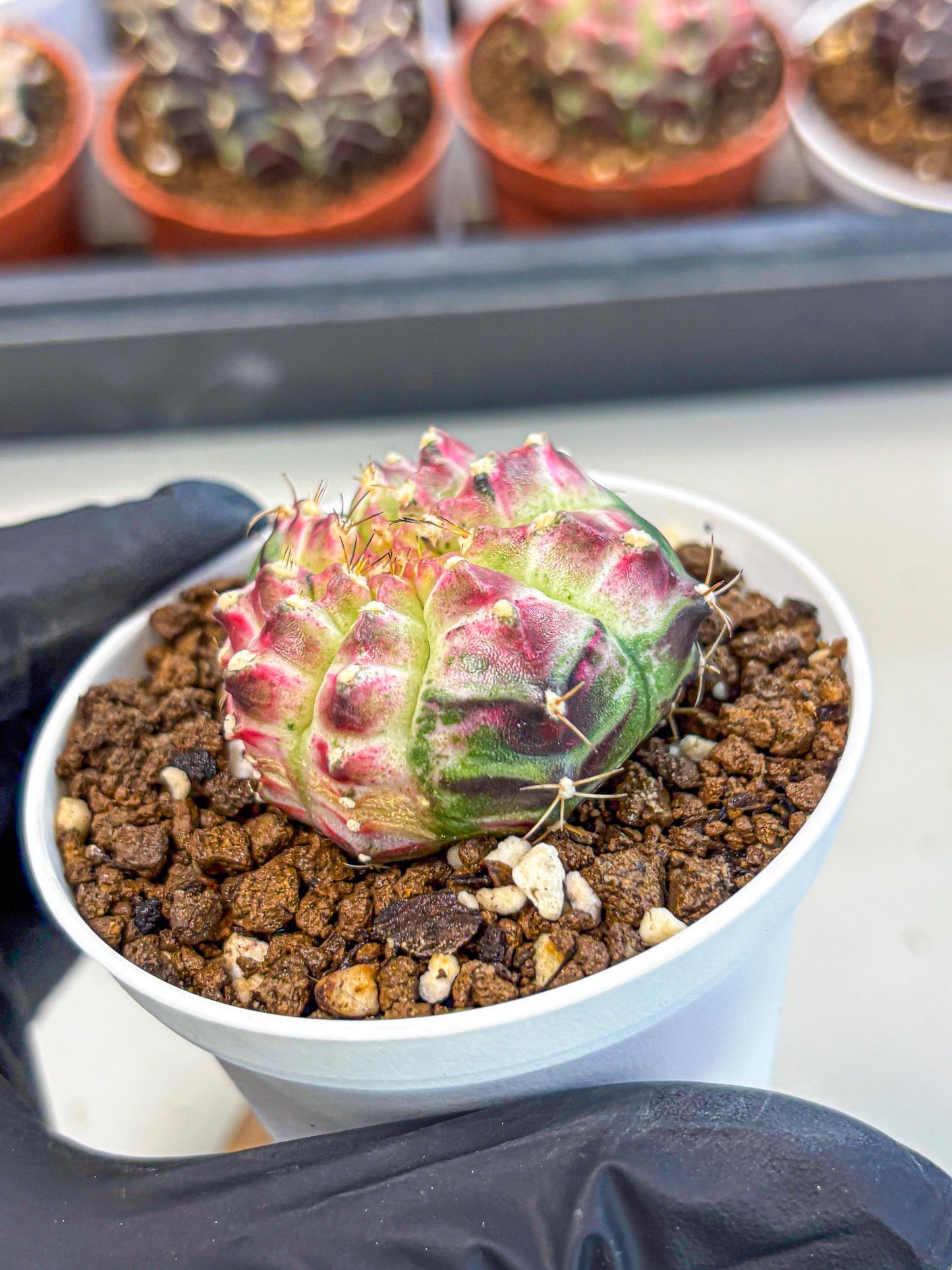 Gymnocalycium Neon (gy14) (g7) | Variegated cactus