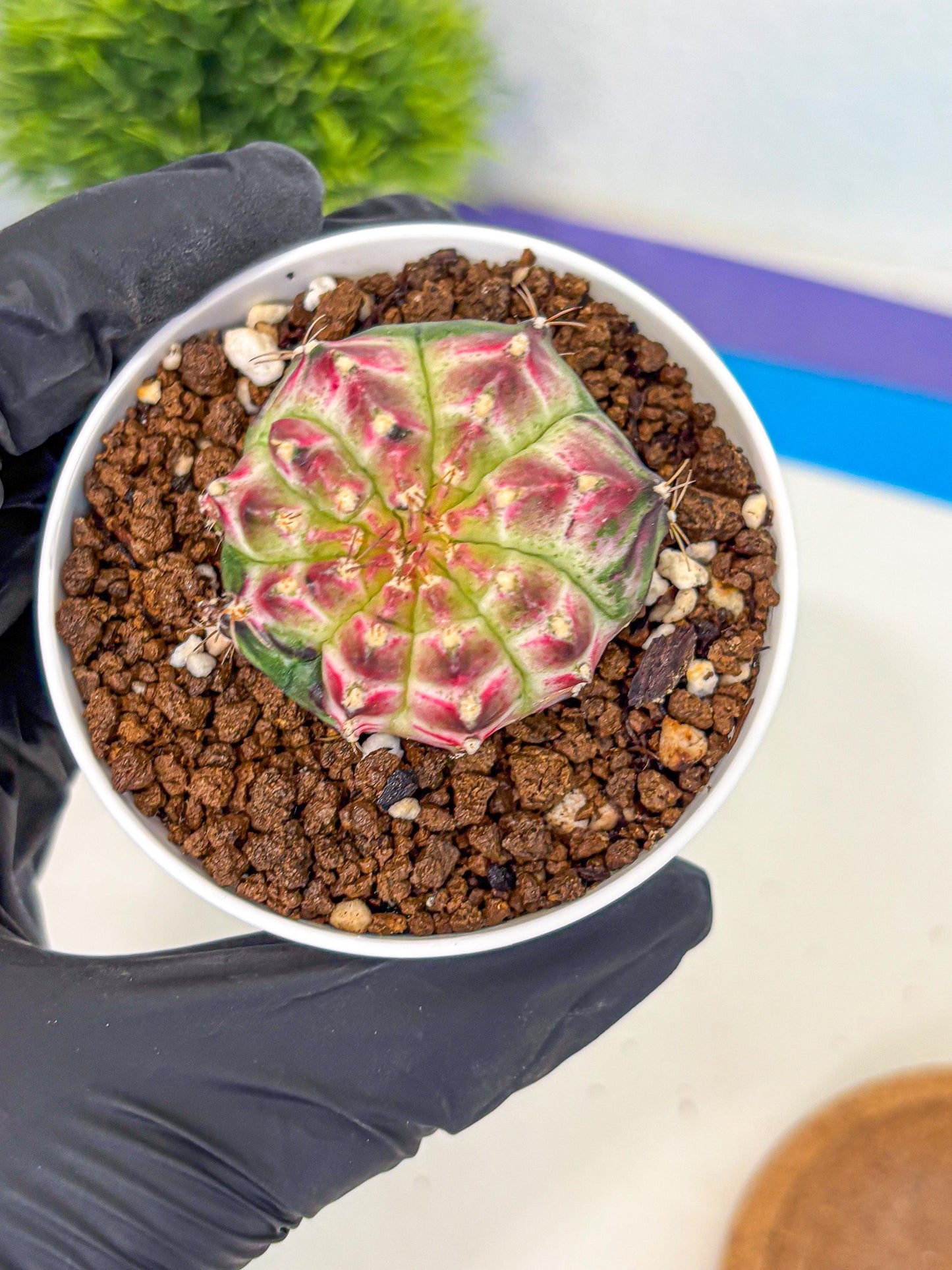 Gymnocalycium Neon (gy14) (g7) | Variegated cactus