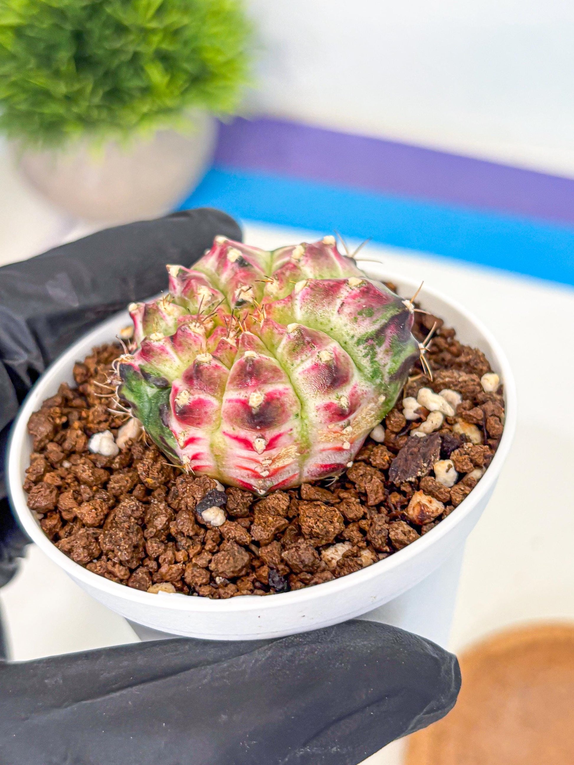 Gymnocalycium Neon (gy14) (g7) | Variegated cactus