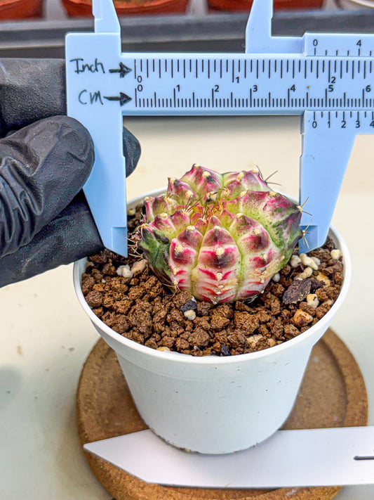 Gymnocalycium Neon (gy14) (g7) | Variegated cactus