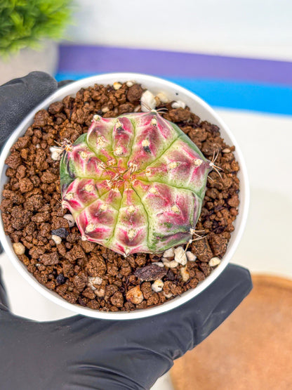Gymnocalycium Neon (gy14) (g7) | Variegated cactus