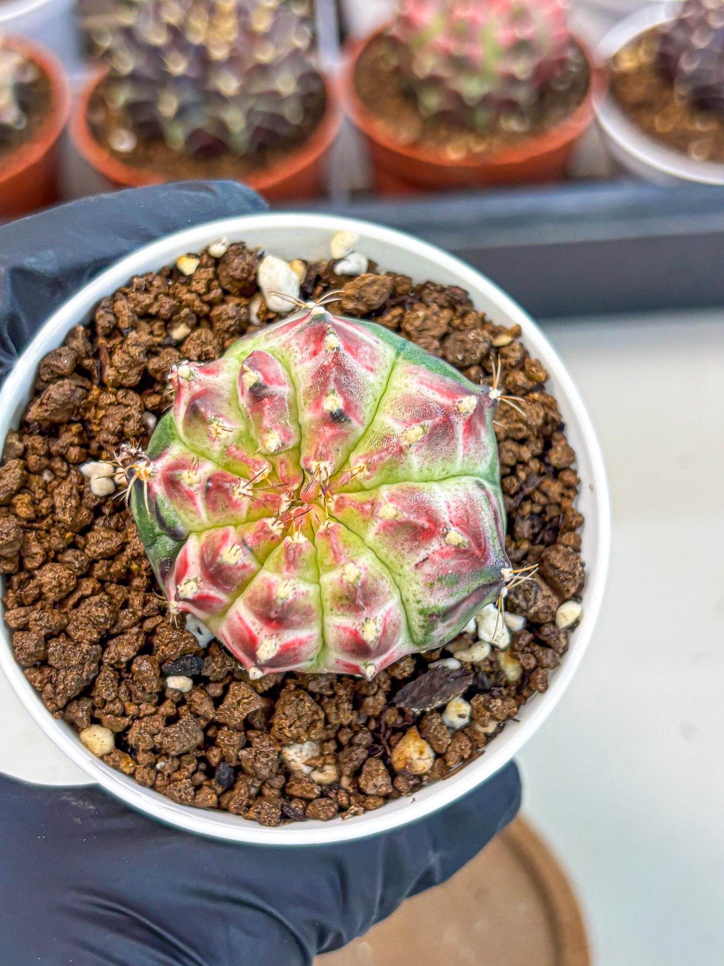 Gymnocalycium Neon (gy14) (g7) | Variegated cactus