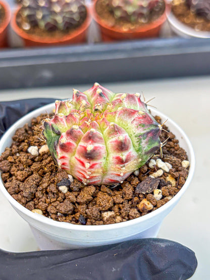 Gymnocalycium Neon (gy14) (g7) | Variegated cactus