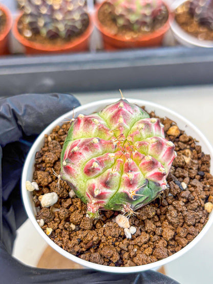Gymnocalycium Neon (gy14) (g7) | Variegated cactus