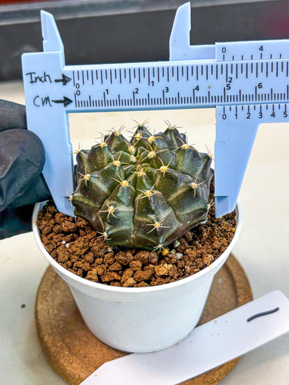 Gymnocalycium Neon (gy14) (p1) | Variegated cactus