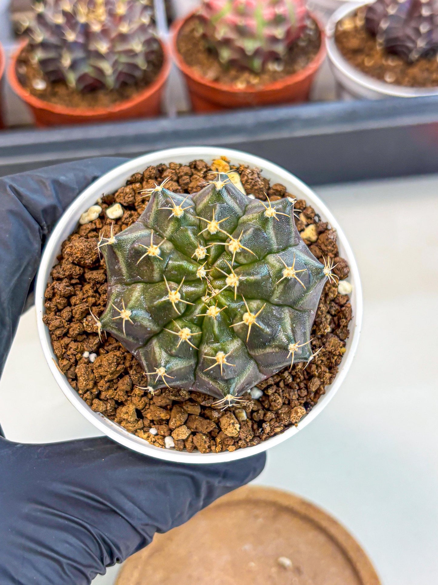 Gymnocalycium Neon (gy14) (p1) | Variegated cactus