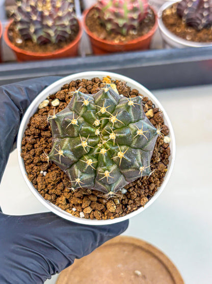 Gymnocalycium Neon (gy14) (p1) | Variegated cactus