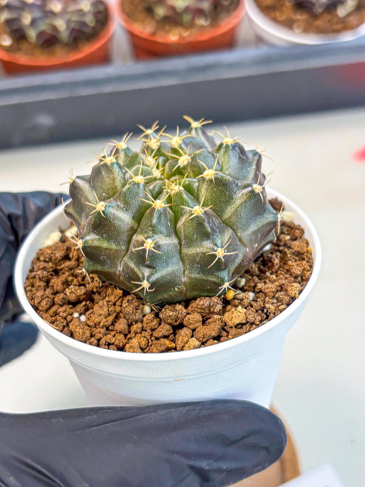 Gymnocalycium Neon (gy14) (p1) | Variegated cactus