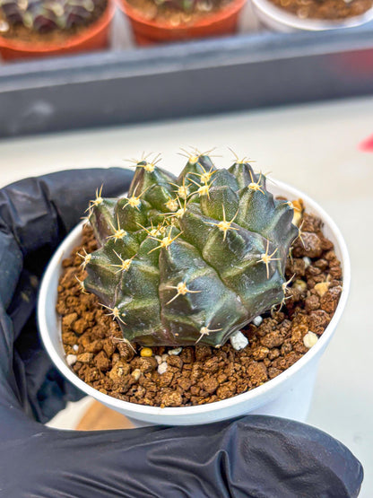 Gymnocalycium Neon (gy14) (p1) | Variegated cactus