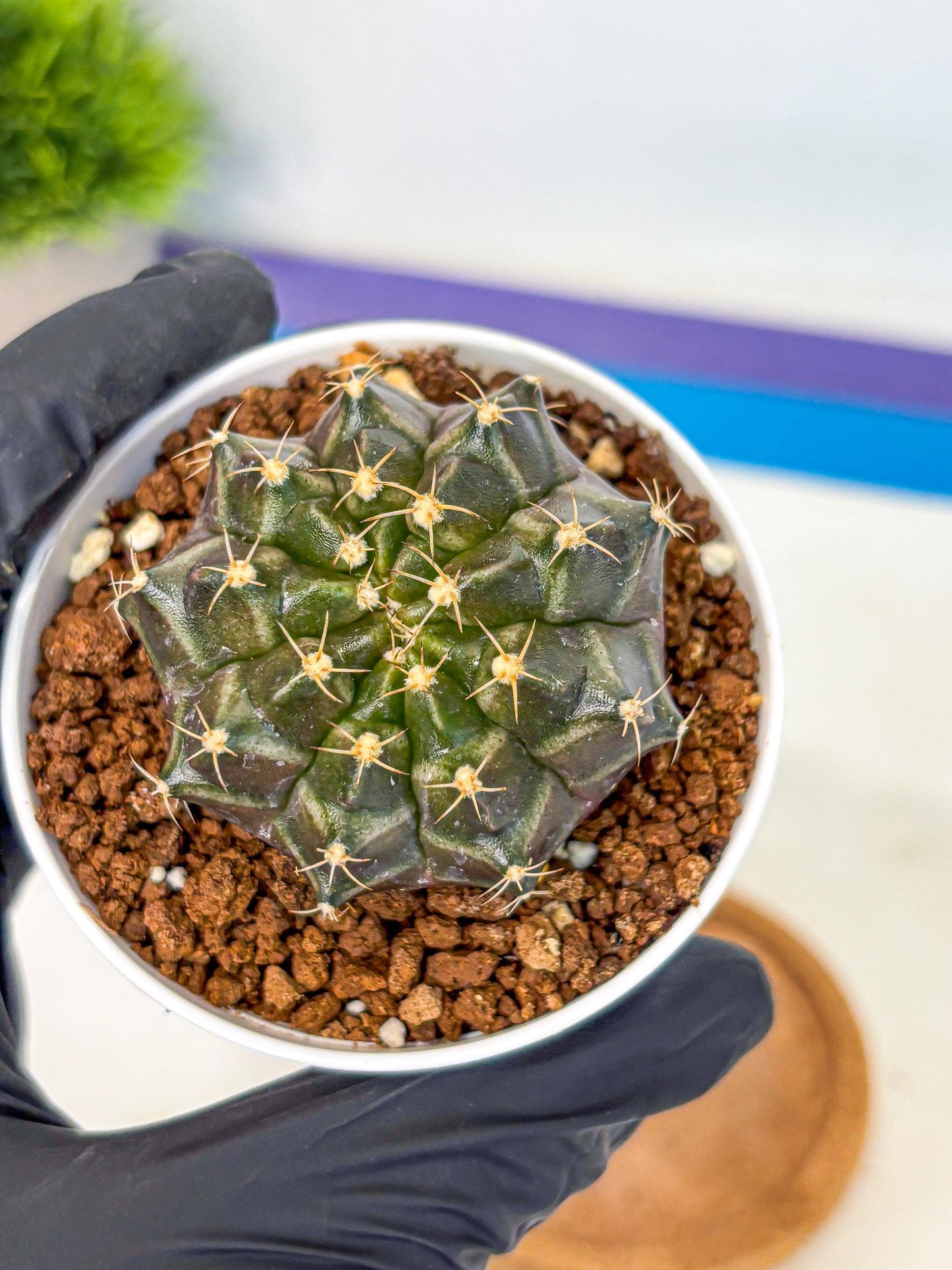 Gymnocalycium Neon (gy14) (p1) | Variegated cactus