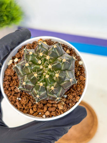 Gymnocalycium Neon (gy14) (p1) | Variegated cactus