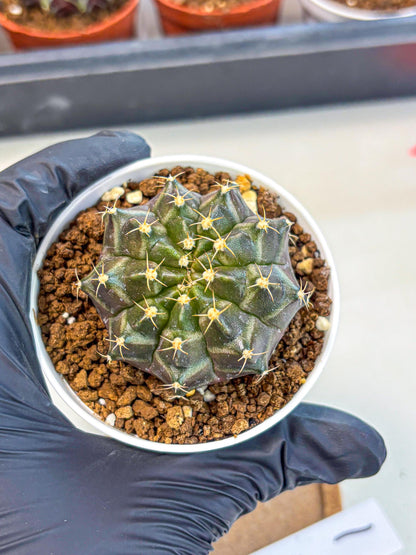 Gymnocalycium Neon (gy14) (p1) | Variegated cactus