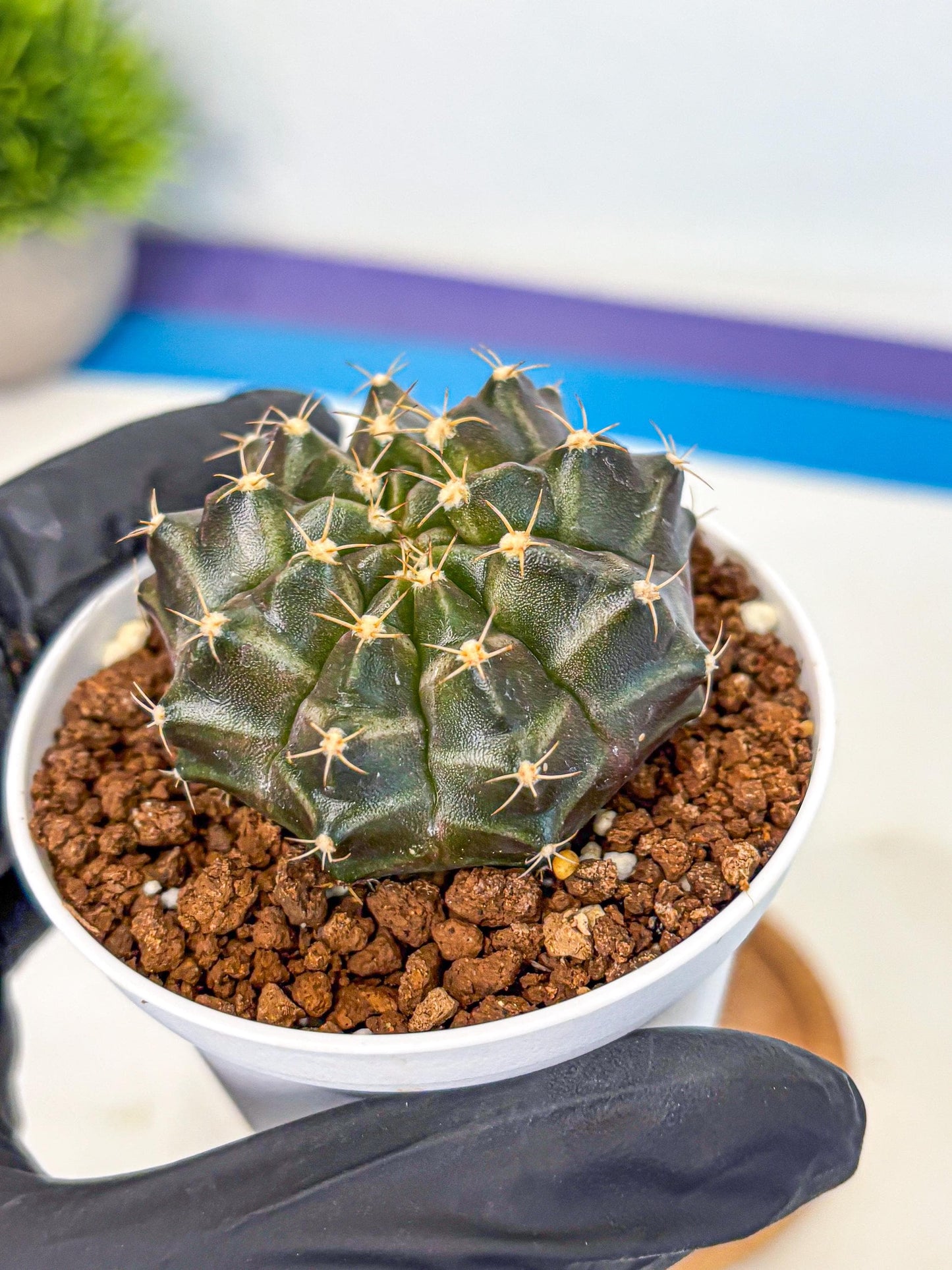 Gymnocalycium Neon (gy14) (p1) | Variegated cactus