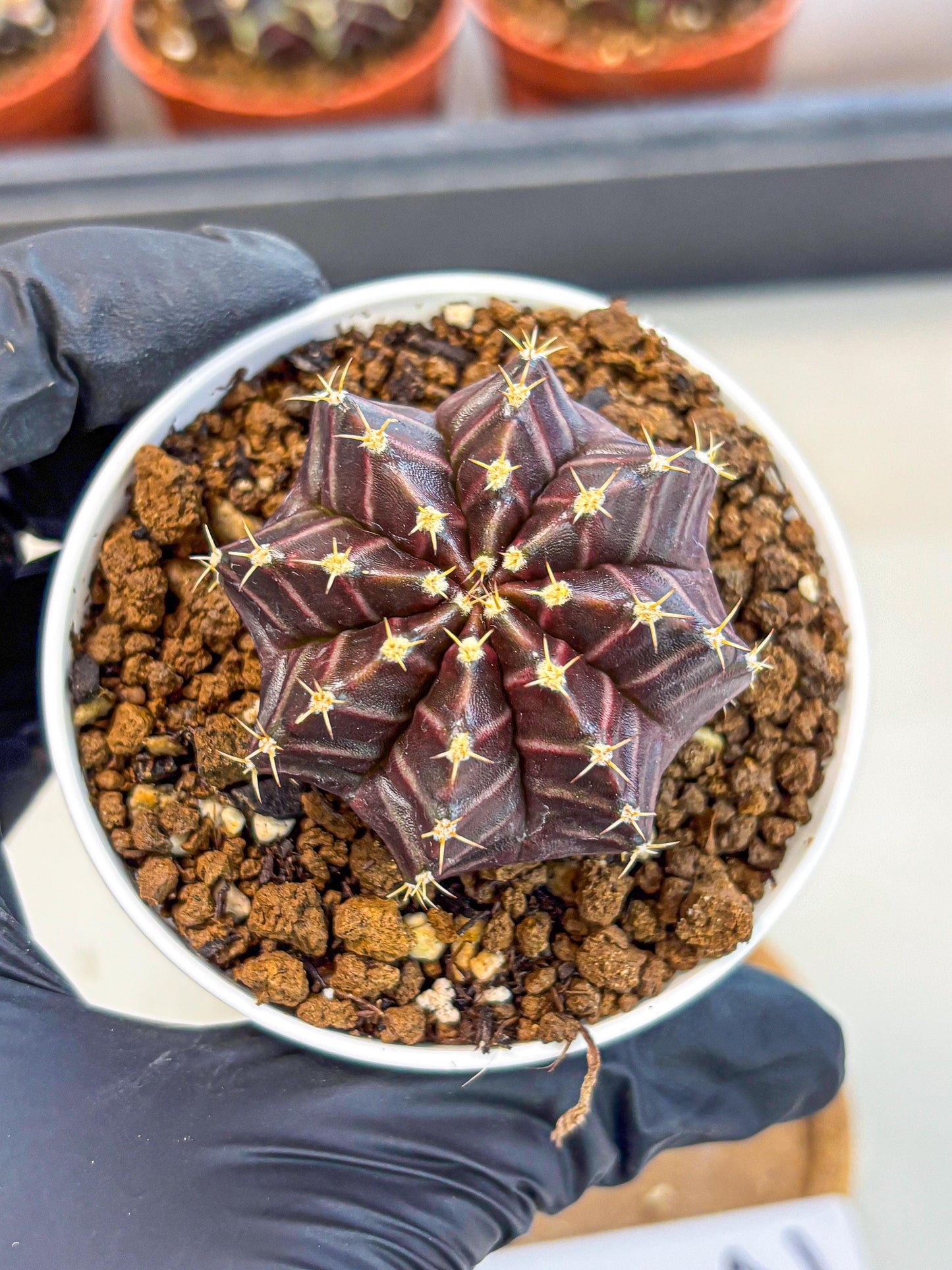 Gymnocalycium Neon (gy14) (p2) | Variegated cactus