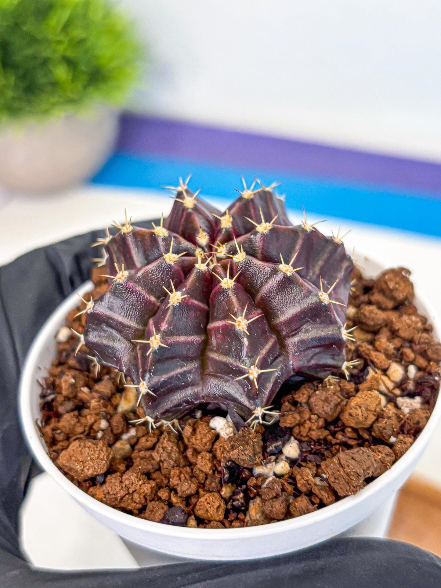 Gymnocalycium Neon (gy14) (p2) | Variegated cactus
