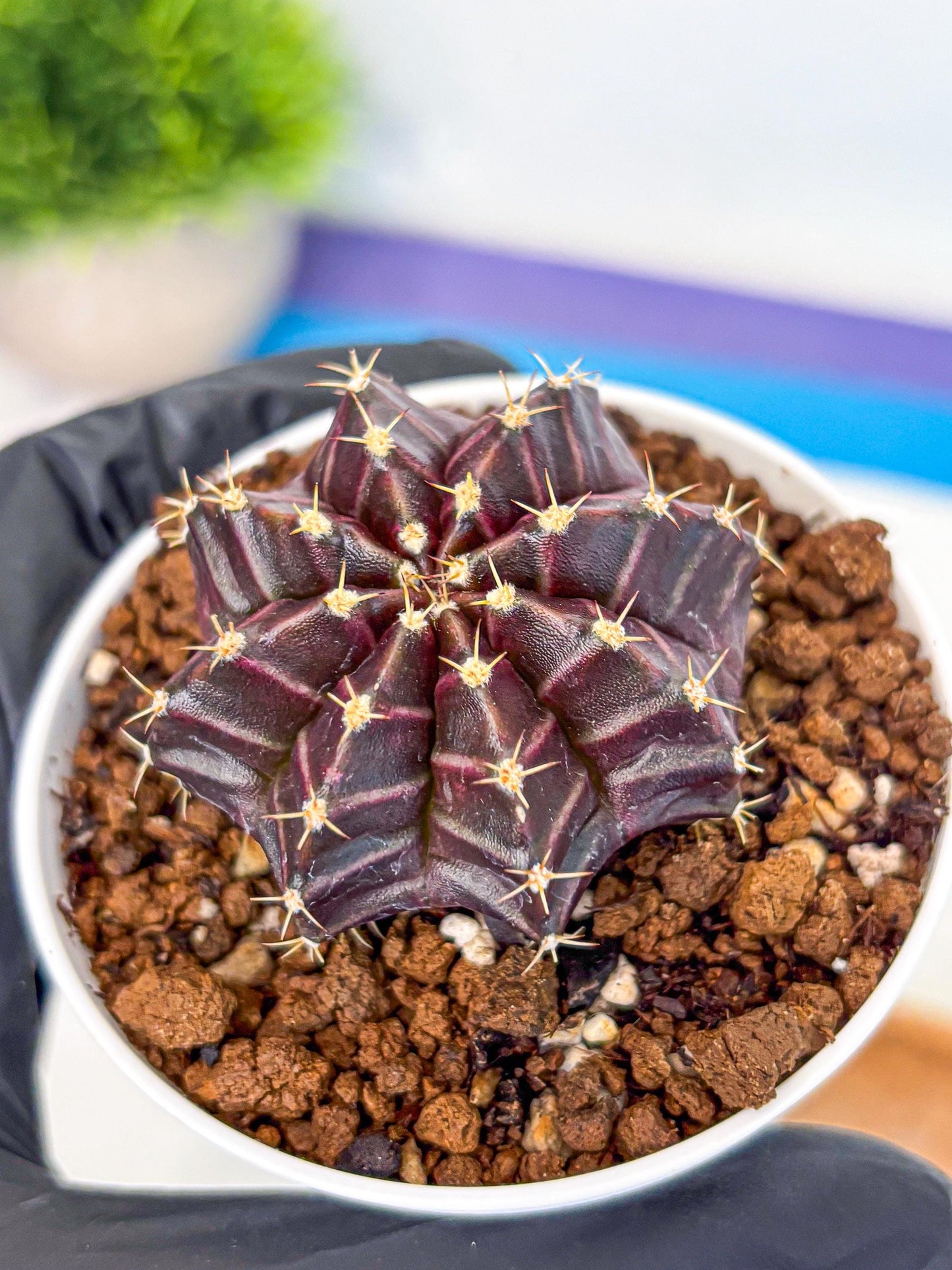 Gymnocalycium Neon (gy14) (p2) | Variegated cactus