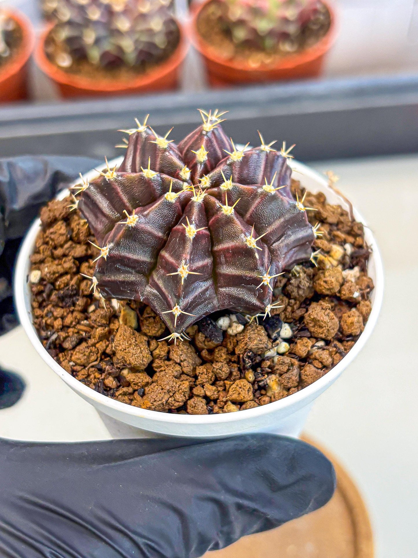 Gymnocalycium Neon (gy14) (p2) | Variegated cactus